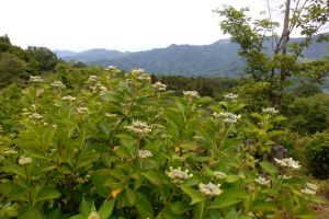 紫陽花色づく