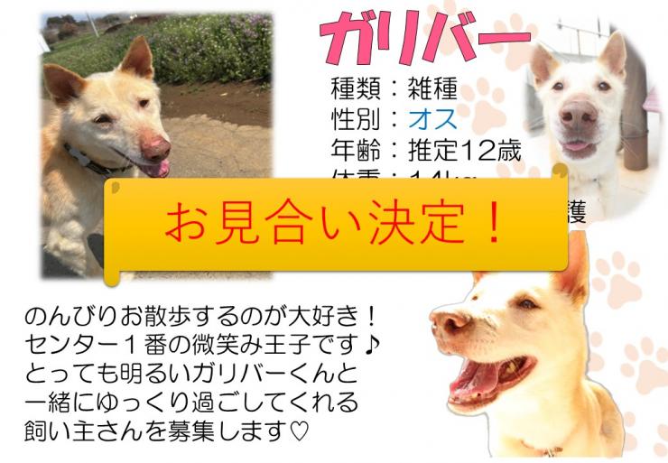 gariba-omiai.jpg