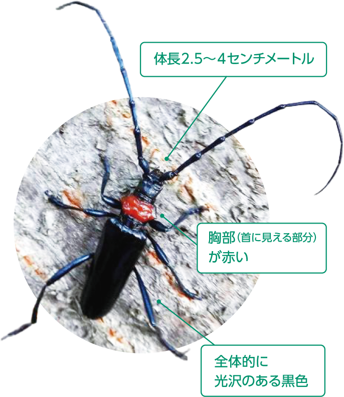 体長2.5〜4センチメートル／胸部（首に見える部分）が赤い／全体的に光沢のある黒色