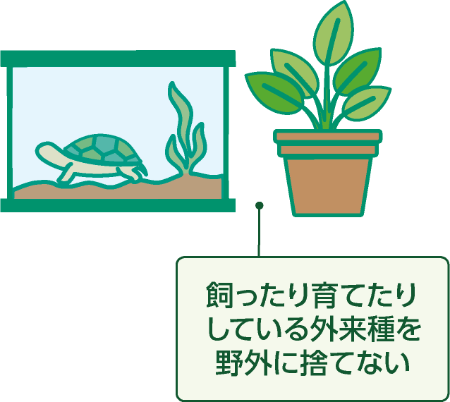 飼ったり育てたりしている外来種を野外に捨てない