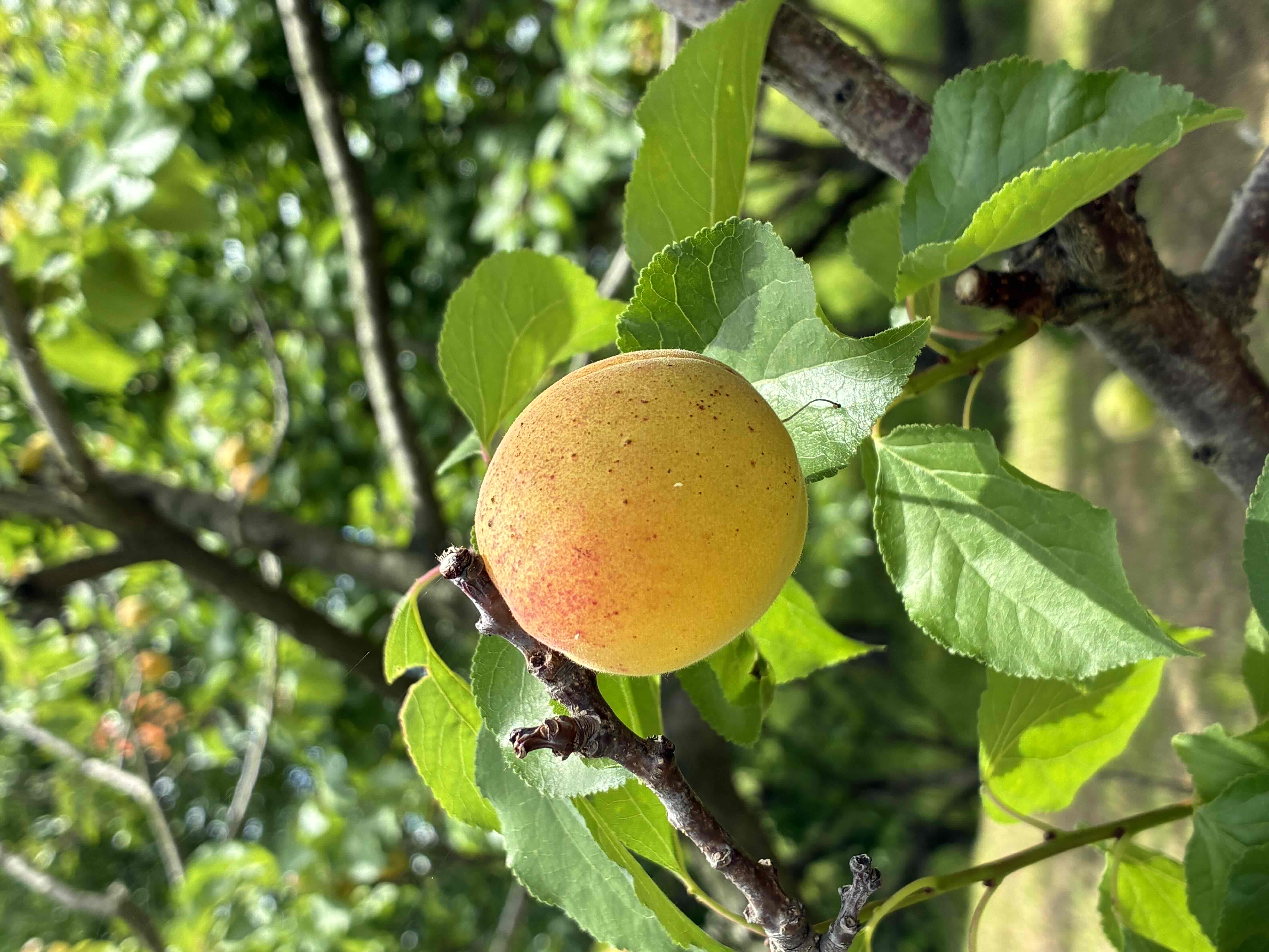鳩山町あんず