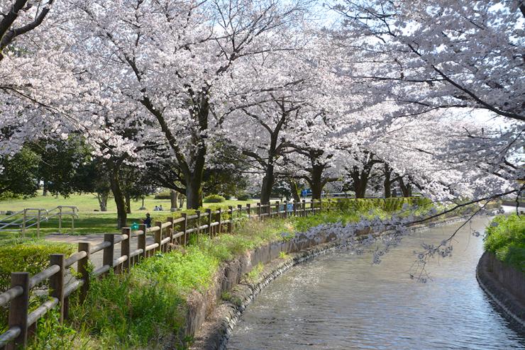 sakurakairou