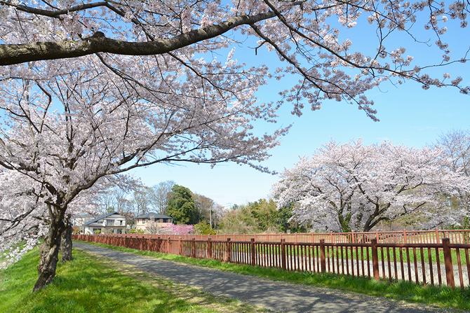 sakura_higashi