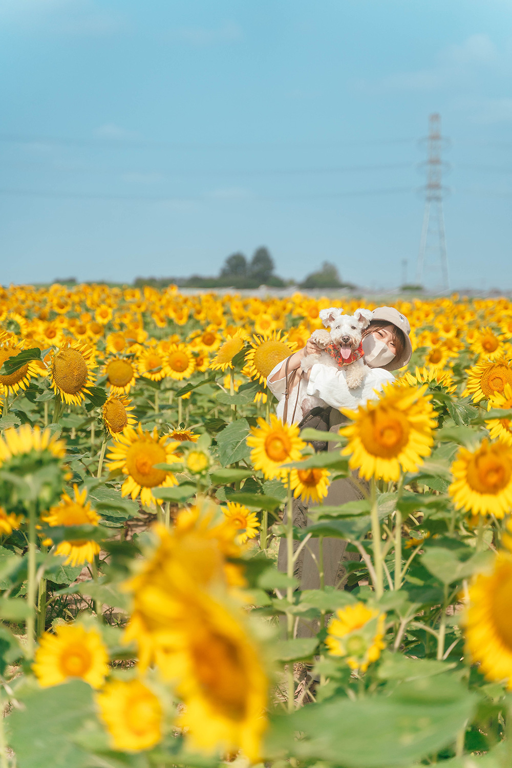 あつまれ!埼玉犬民さんのひまわり畑の写真