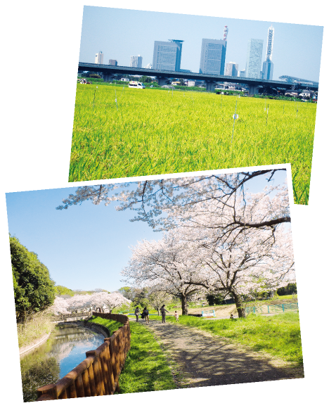見沼代用水の写真