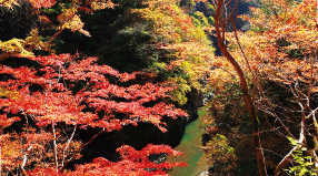紅葉の写真