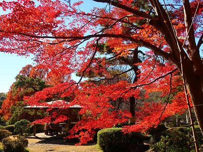 日本庭園の紅葉