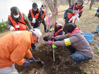 サクラ苗木の植樹