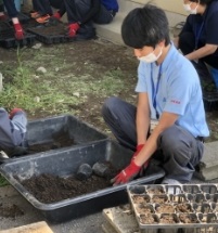 植え込み作業