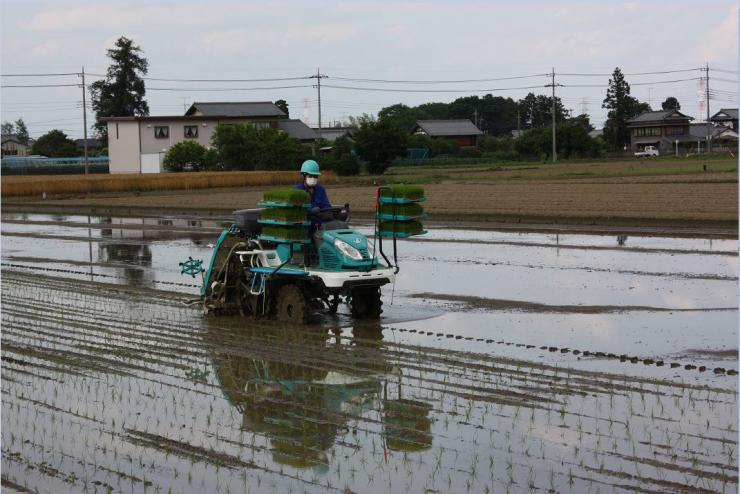 田植え