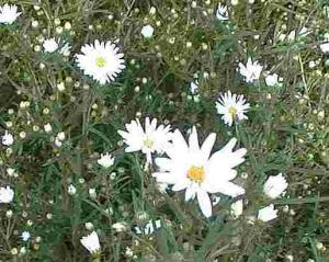 宿根アスターの花