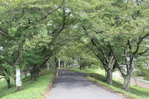 吉見町さくら堤公園