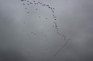 上空を飛行するカワウ