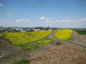 新井橋付近荒川堤防（吉見側）の菜の花