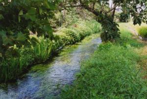 元荒川ムサシトミヨ生息地