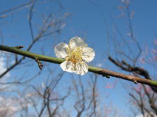 花（2004年2月27日）