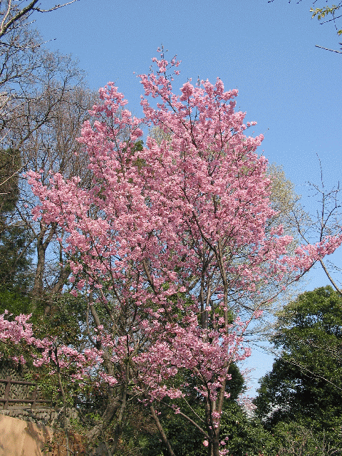 花全景(２００４年３月２８日)