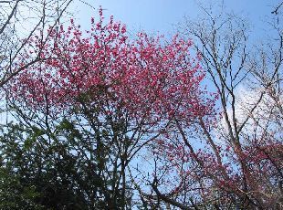 花全景(２００４年３月４日)