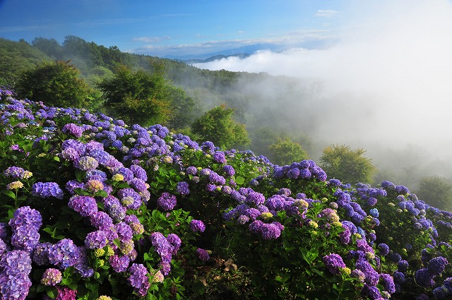 美の山山頂のアジサイと雲海。紫色のアジサイが斜面いっぱいに咲いている。