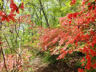 真っ赤なツツジのトンネルができている遊歩道