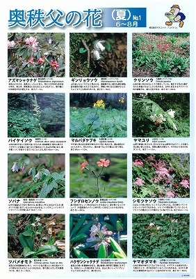 奥秩父の夏の花の一覧のパネル