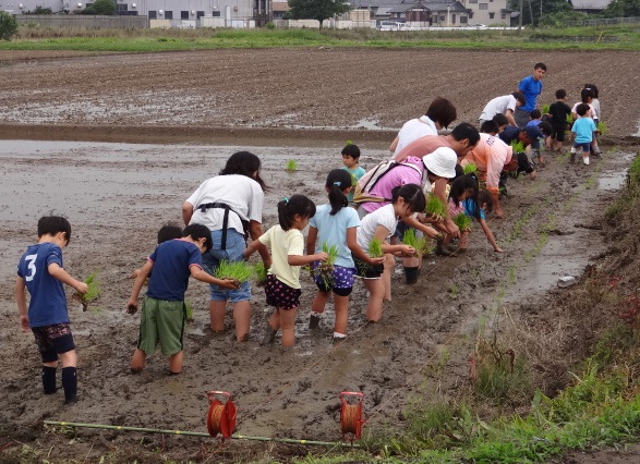 田植え作業