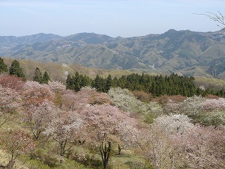 美の山の桜