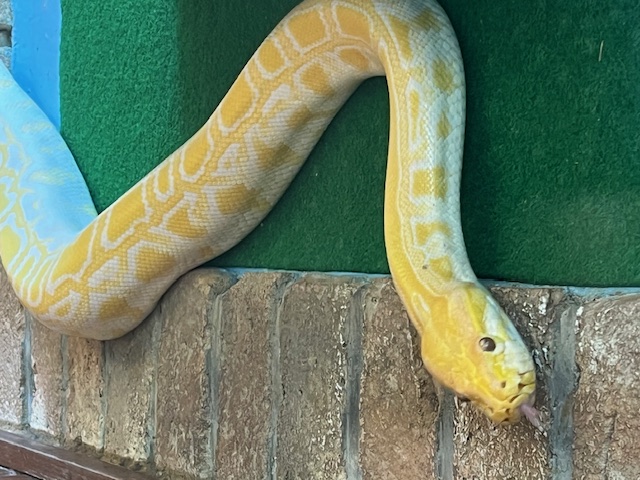 東武動物公園の蛇の写真