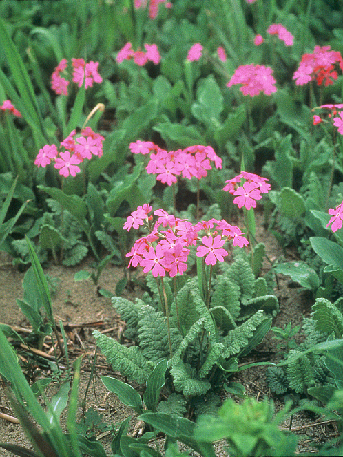県ホームページサクラソウ画像
