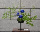 5月18日生け生写真