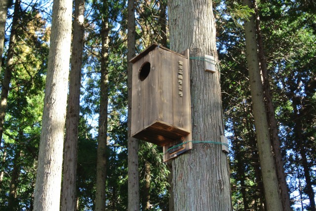 ふくろうの巣箱