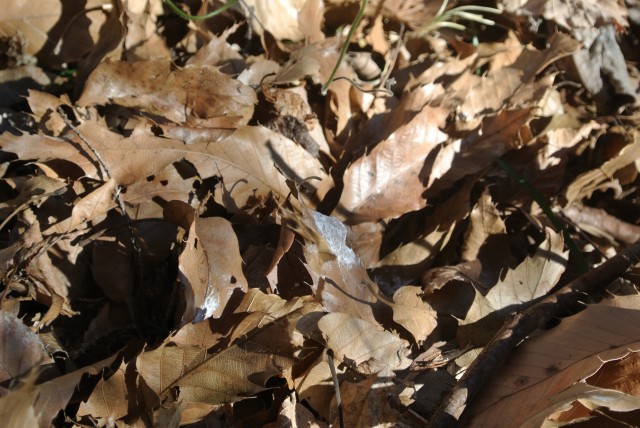 巣箱の真下にあった鳥のフン