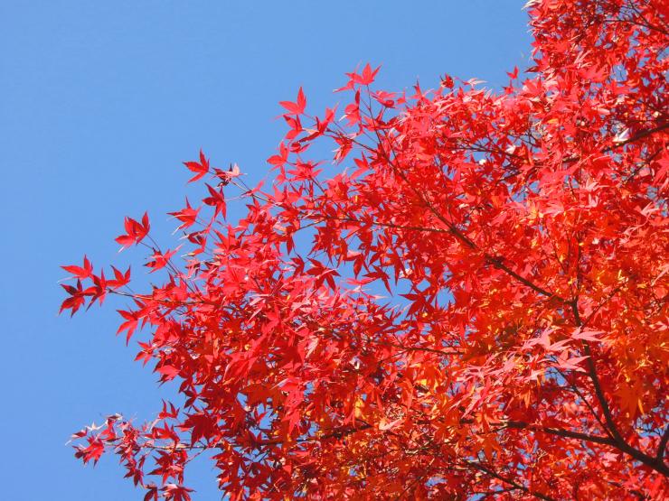 29年11月25日の紅葉状況