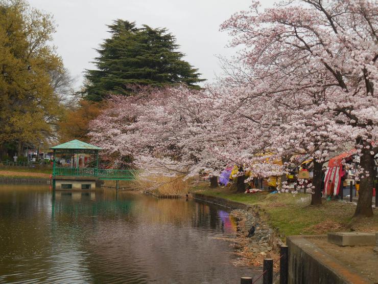 28年4月1日の桜