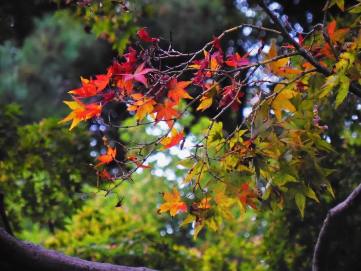 27年10月21日の紅葉