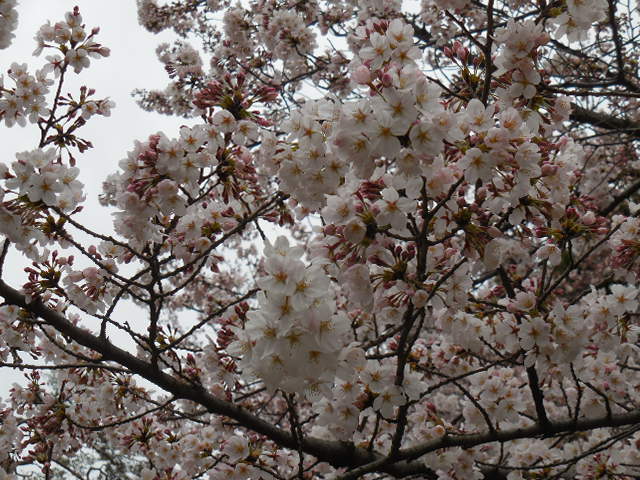 27年3月29日の桜