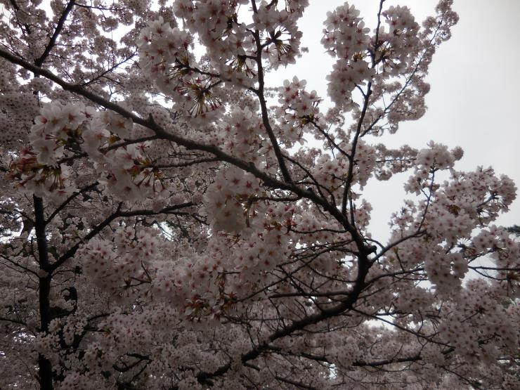 27年4月1日の桜