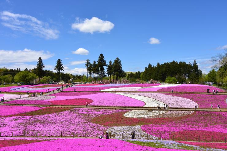 芝桜2