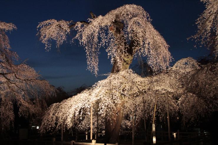 しだれ桜2