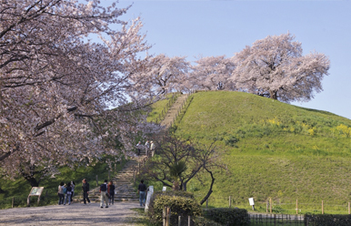 古墳とサクラの花