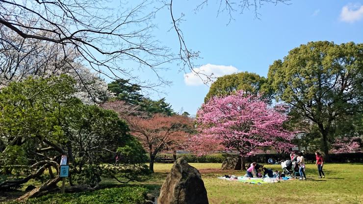 29年3月29日のミヤビザクラ