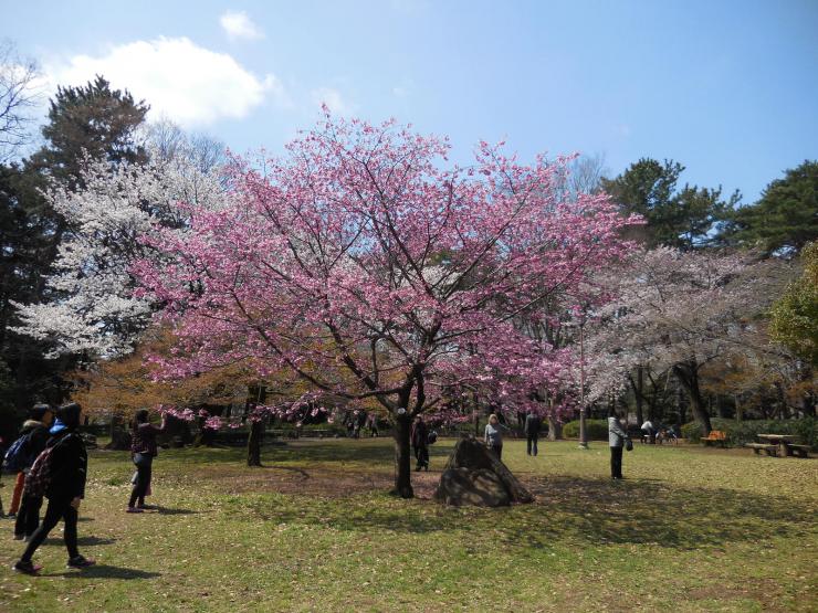 29年4月3日のミヤビザクラ