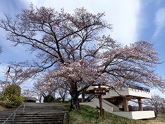 公園の入り口の桜