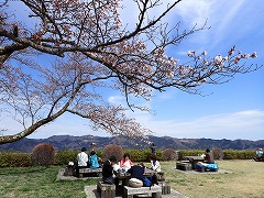 お花見する来園者