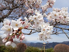 桜の花のアップ