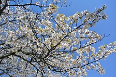 オオシマザクラ満開