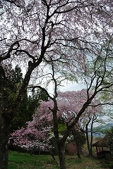 花の森満開のサクラ2