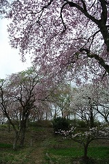 花の森満開のサクラ5