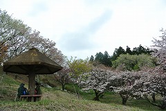 のんびりお花見
