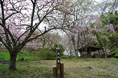 花の森満開のサクラ